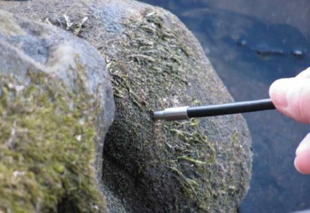 CCM300 probe measuring algae on a rock.