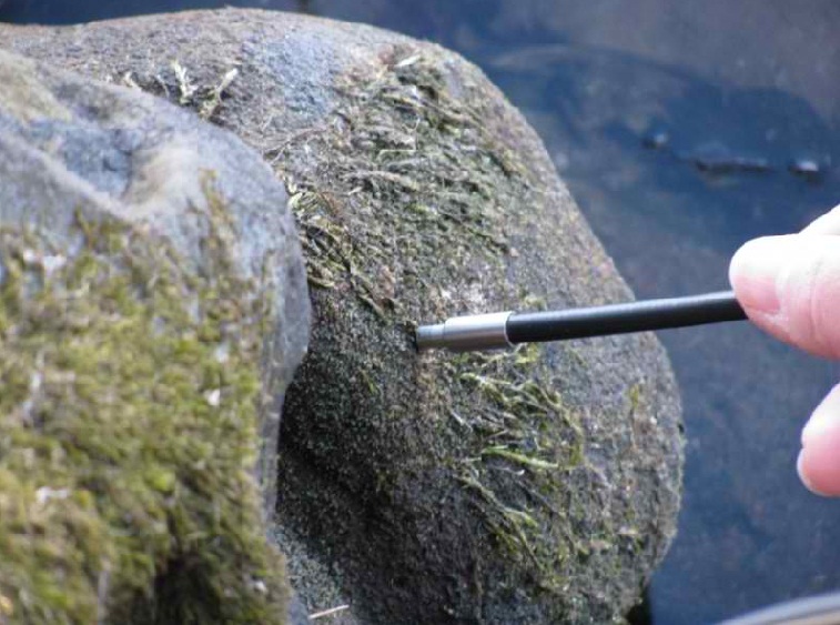 CCM300 probe measuring algae on a rock.