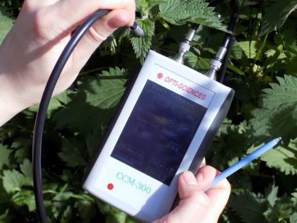 Measuring the chlorophyll content of a nettle leaf with the CM-300 fiber optic probe