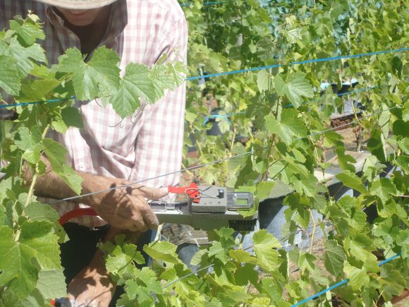 Measuring a grapevine with the LCi-T