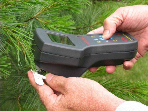 OS30P+ measuring pine needles