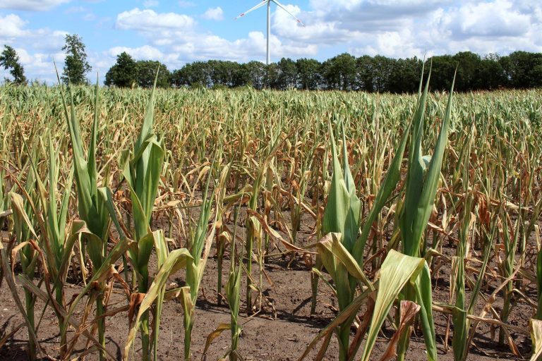 Example of a drought-stricken crop field (maize)